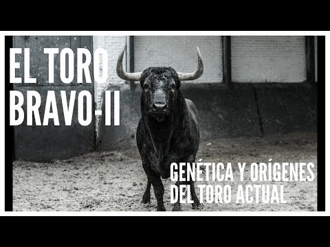 🐂 TOROS DE LIDIA II🐂 [Genética y orígenes del toro bravo actual]