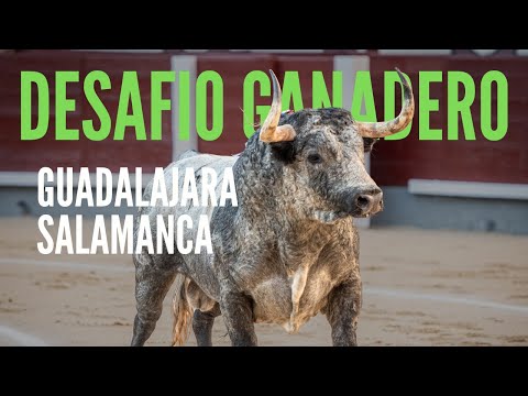 Guadalajara - Madrid: Desafío ganadero y actualidad