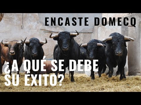 🐂Encaste Domecq 🐂¿A QUÉ SE DEBE SU ÉXITO? 🤷‍♂️