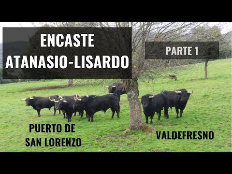 Encastes Taurinos: Características del Encaste Atanasio-Lisardo 1/2
