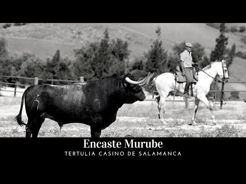 🐂 Encaste Murube 🐂 - Tertulia Casino de Salamanca