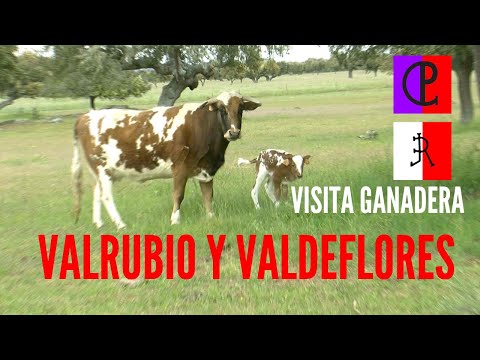 Visita Ganadera: Valrubio y Valdeflores
