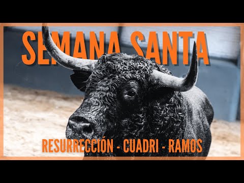Todos los Toros 🐂 de Semana Santa