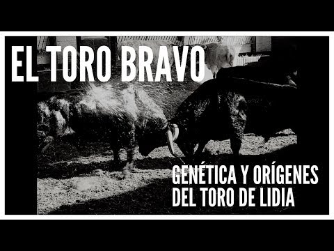 🐂 TORO de lidia 🐂 [Genética y orígenes de los TOROS BRAVOS]